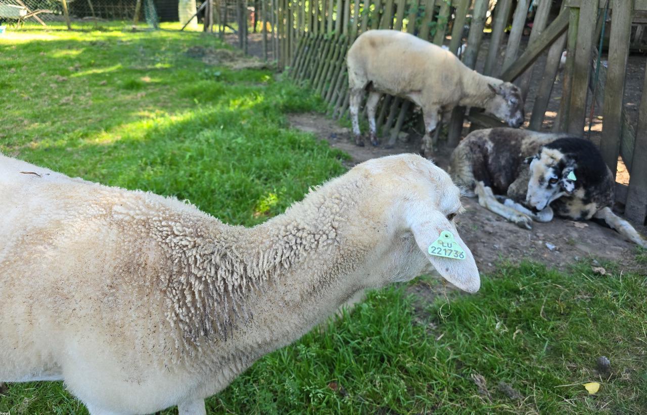 Organic Wool